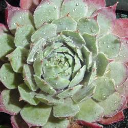 Sempervivum - Dachwurz - Hauswurz